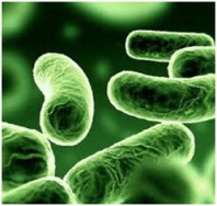 Friendly gut bacteria